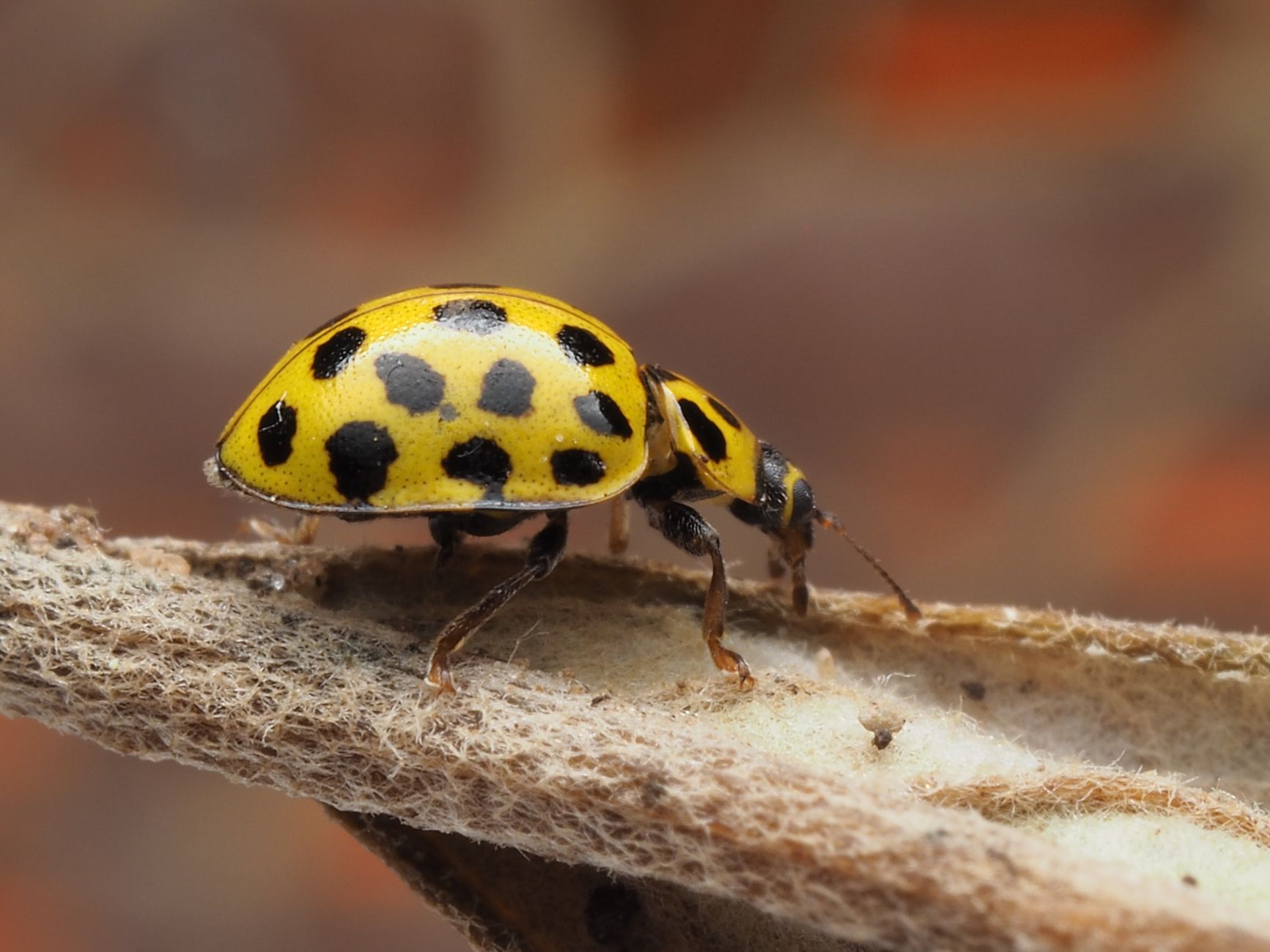 Spotting the Signs: How to Know if You Have a Bed Bug Problem?