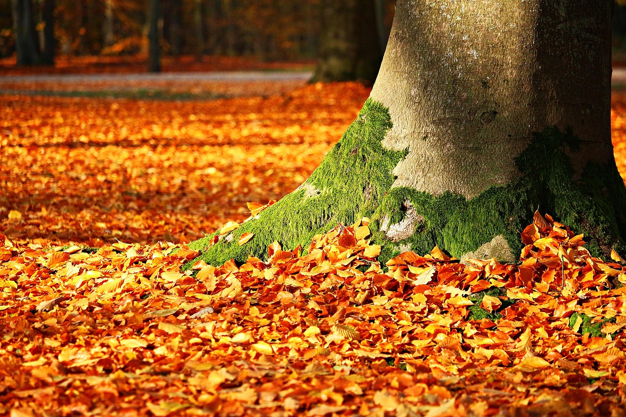 How to Prepare Your Property for the Hurricane Season with Expert Tree Services
