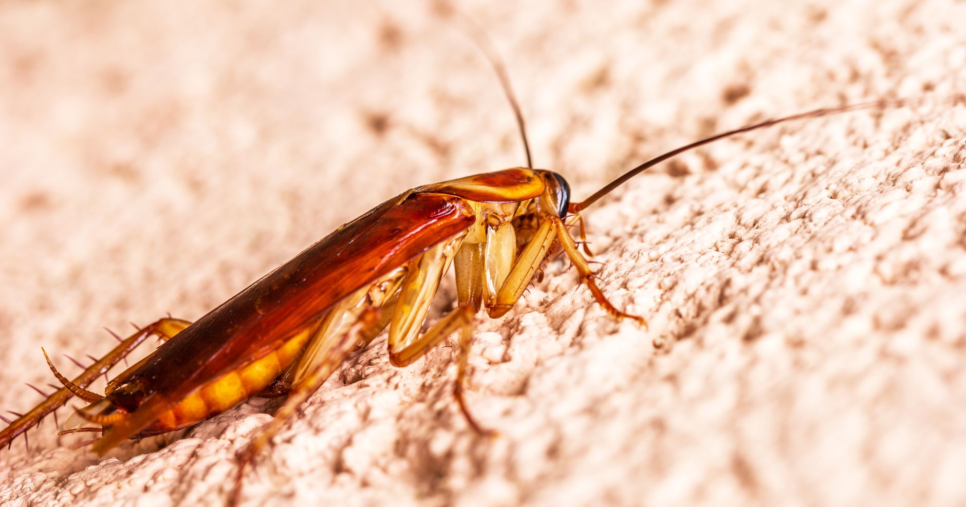 What are the Reasons to Hire a Professional Pest Control Service?