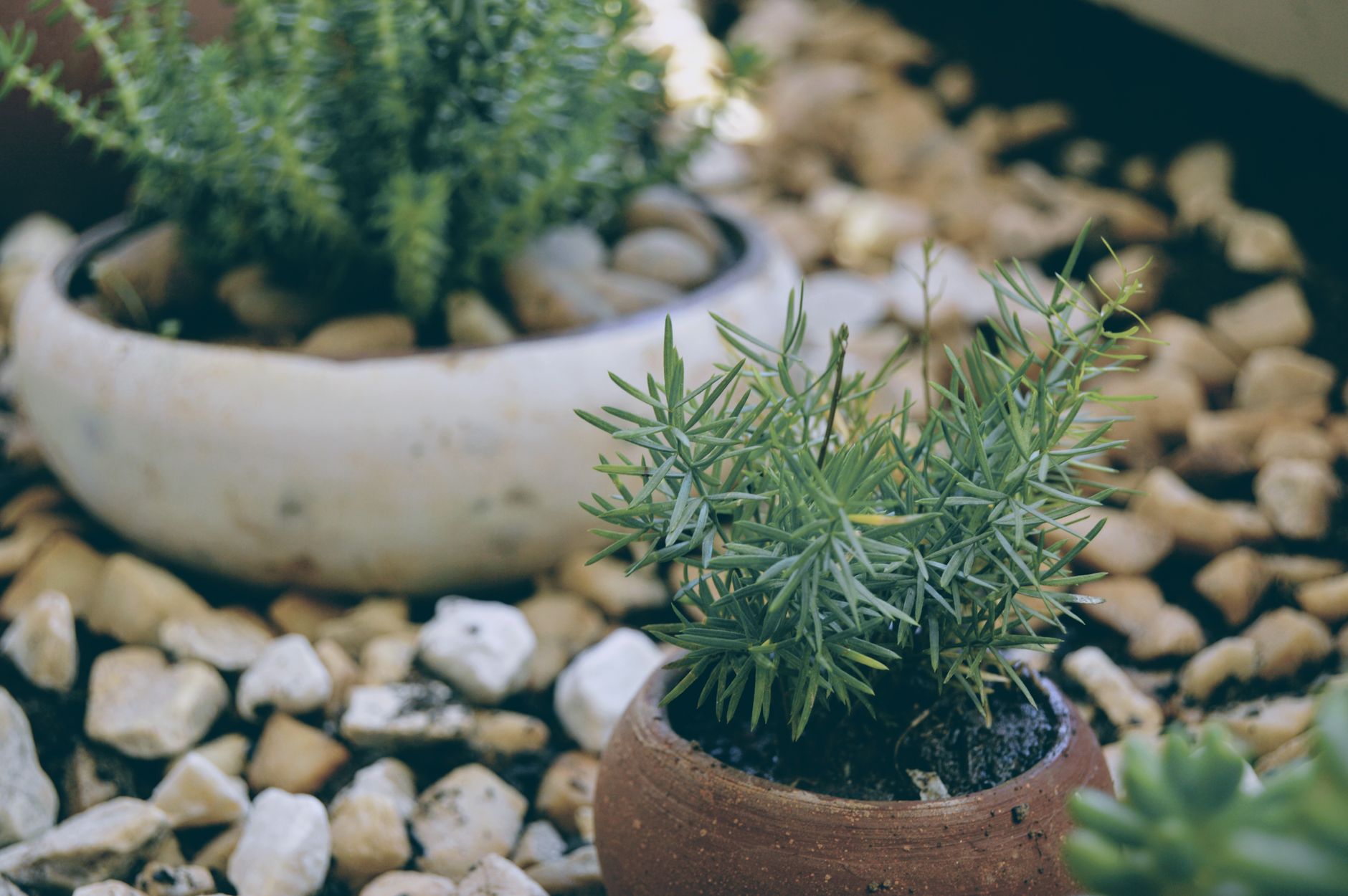 Ideas for Low-Maintenance Landscaping