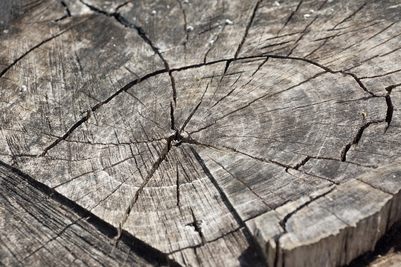 Should You Grind or Remove a Tree Stump? Key Differences Explained