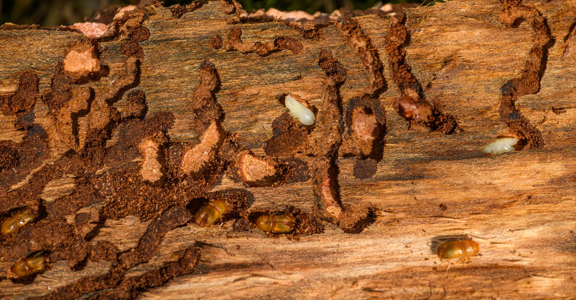 Local SEO Tactics to Boost Your Pest Control Business