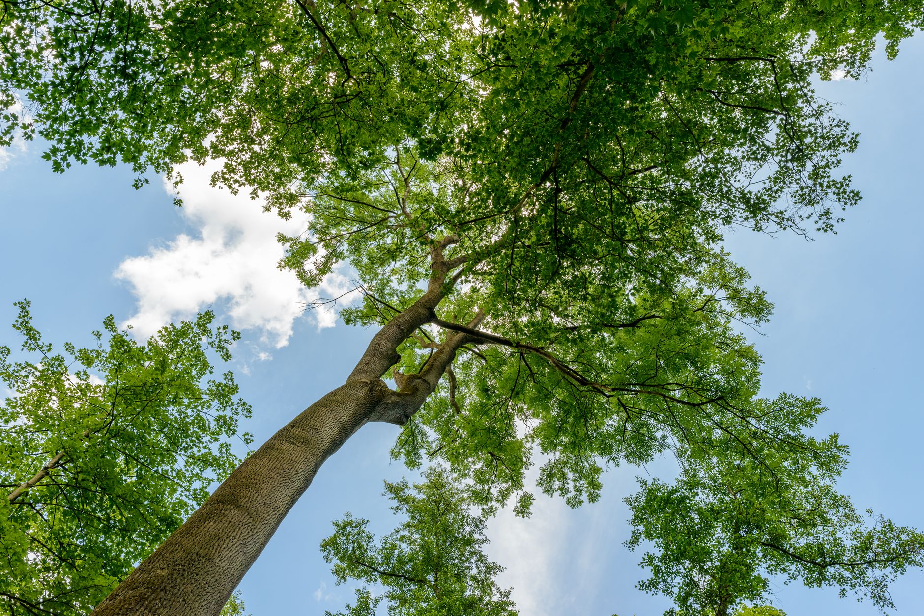 Understanding the Importance of Professional Tree Services