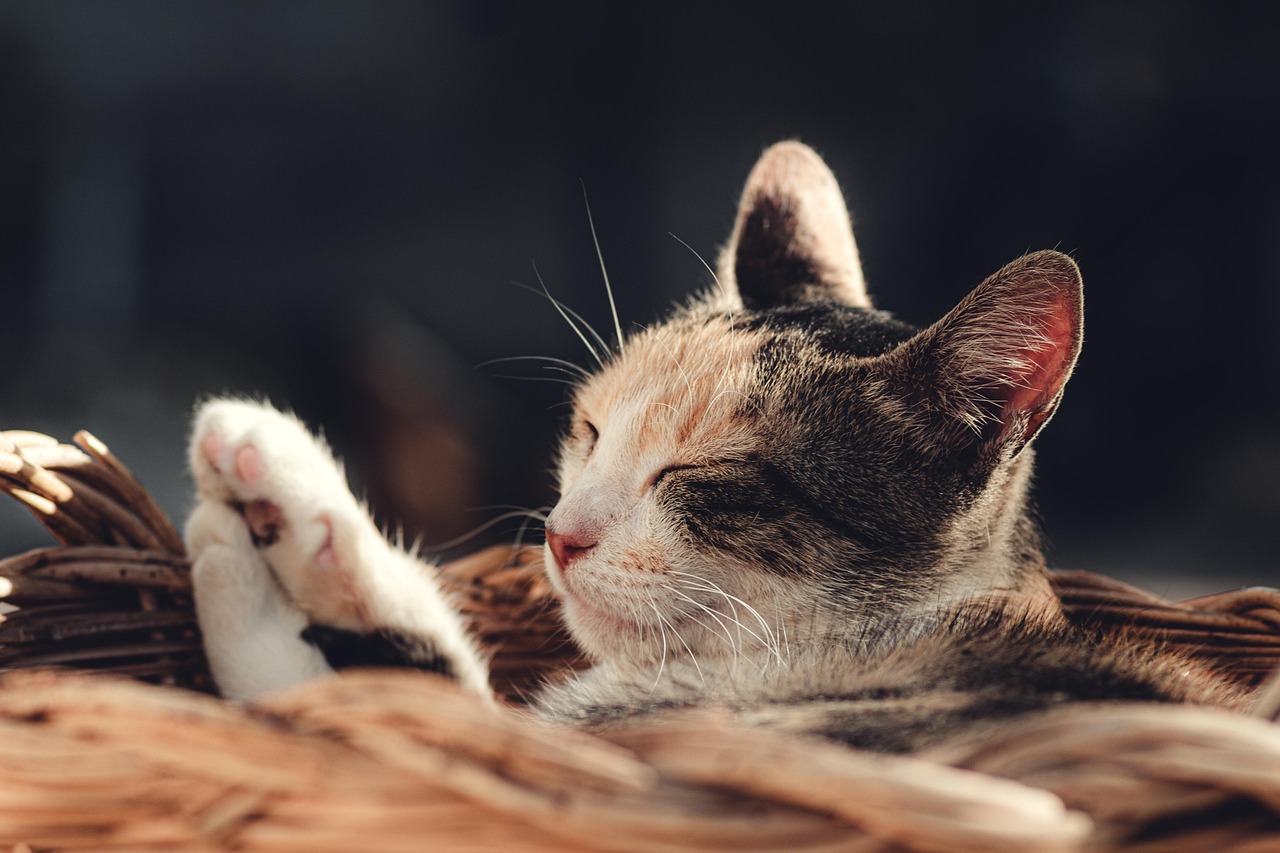How to Tell Your Brand’s Story Through Content