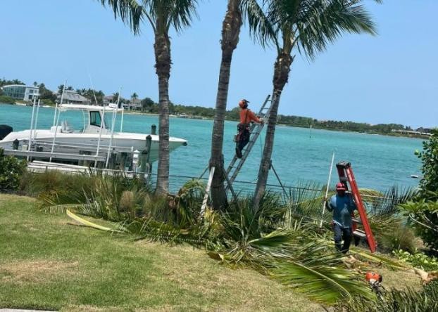 How Tree Removal Helps Improve Safety and Appearance in Marbella Properties