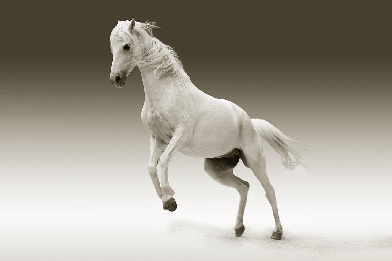 Convenient and Versatile Equine Accommodation
