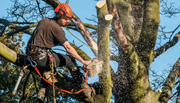 The Top 5 Signs You Need Emergency Tree Service Here in Tampa, FL