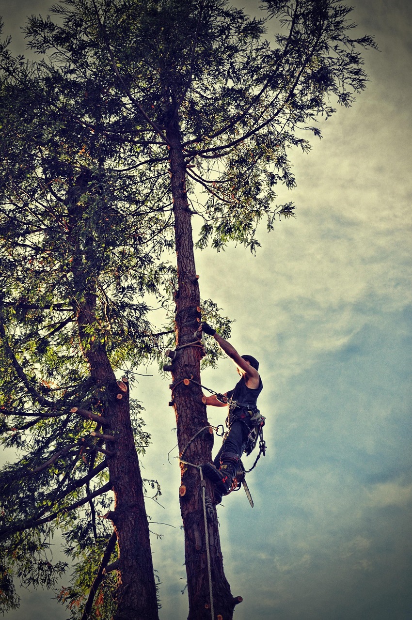 Tree Stump Removal: The Complete Guide