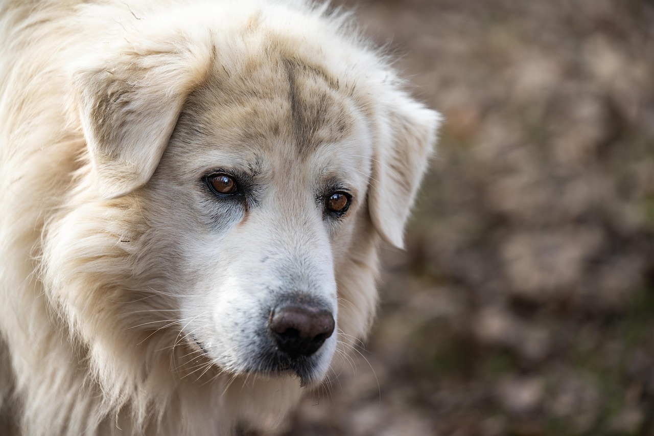 Pet Proposals: Including Your Furry Friend in the Engagement with Engagement Rings for Women