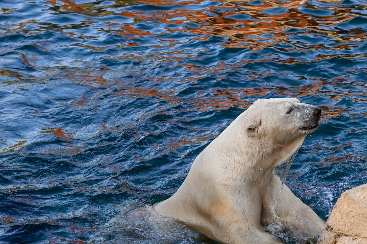 Cold Blob in North Atlantic Sparks Scientific Concern