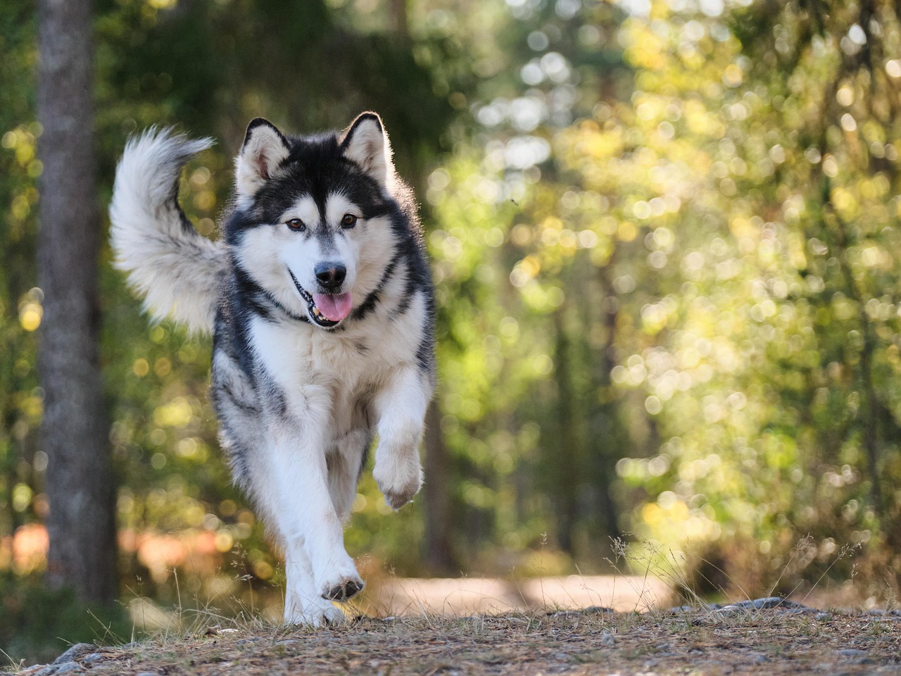 Ultimate Guide to Dog-Friendly Backyard Ideas: Create a Safe & Fun Outdoor Space for Your Dog