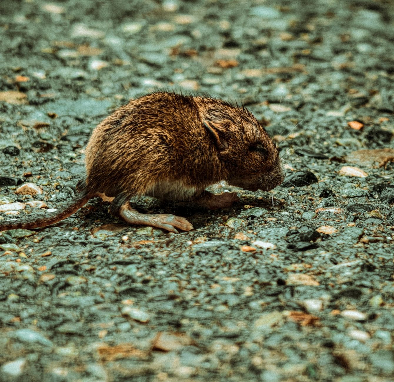 Danger in Cleaning Up Mouse Droppings