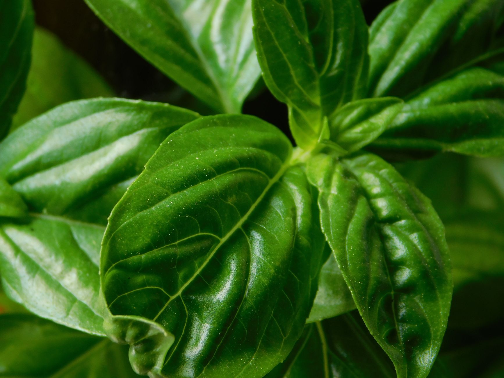 How to Harvest and Use Basil