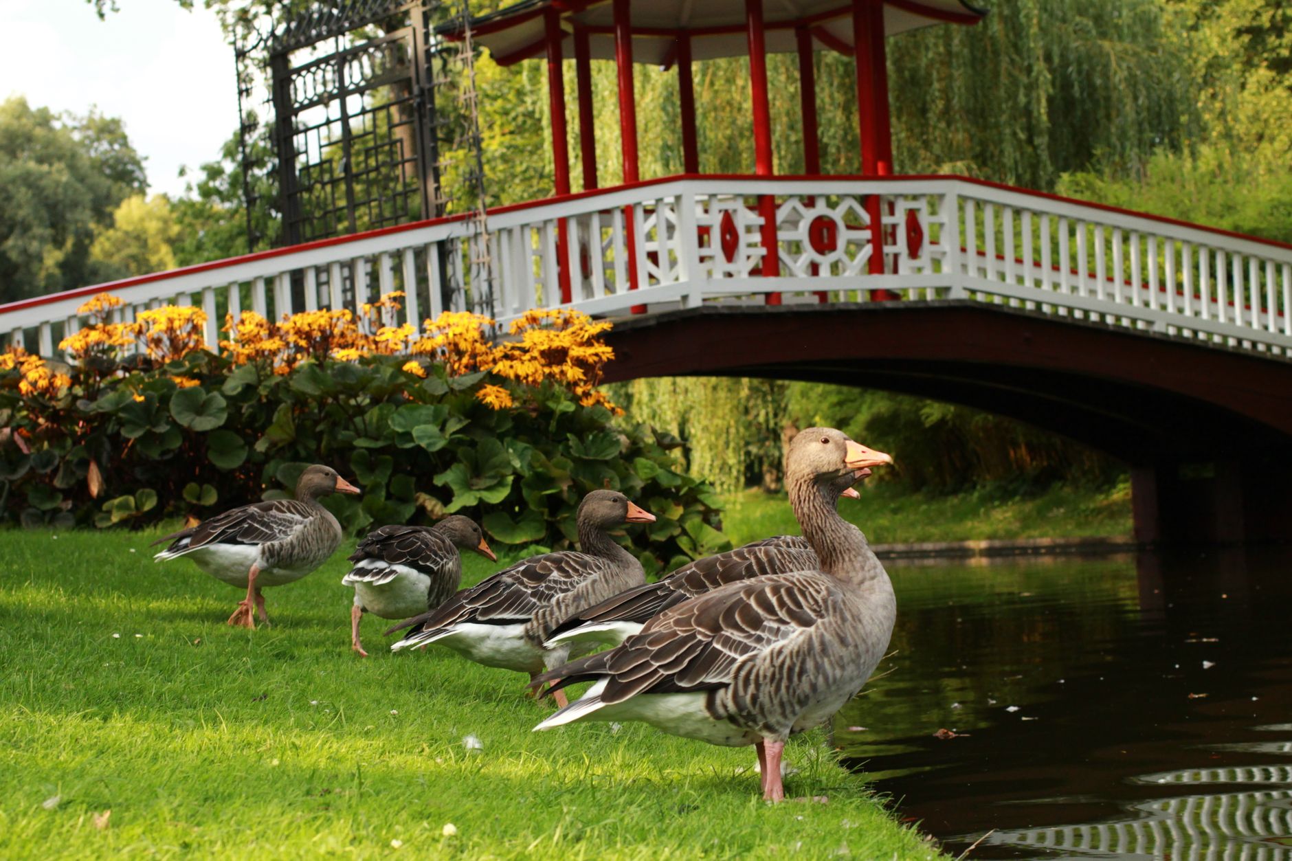 Lowe’s expands decorative geese, pools availability in 1,700+ stores