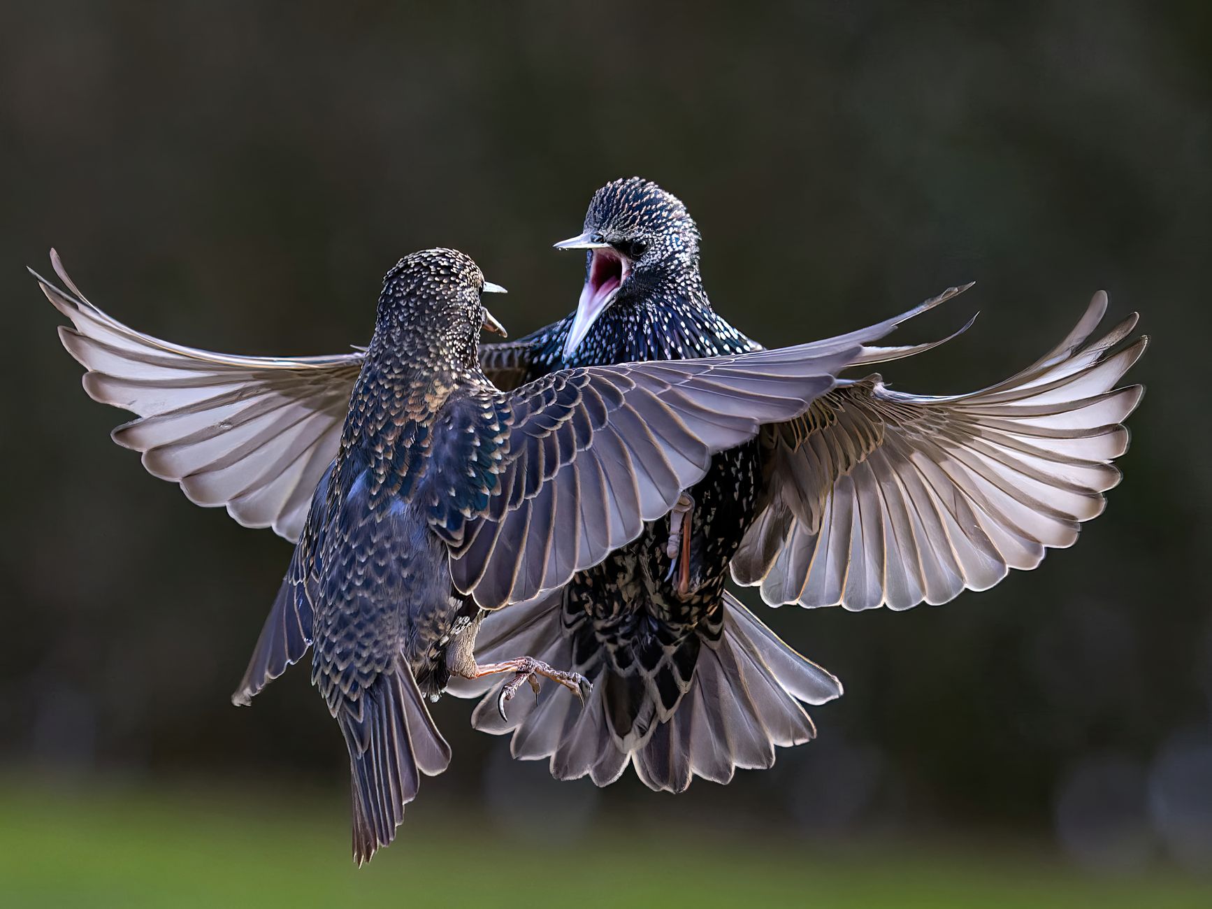 11 Tips for Stunning Bird Photography