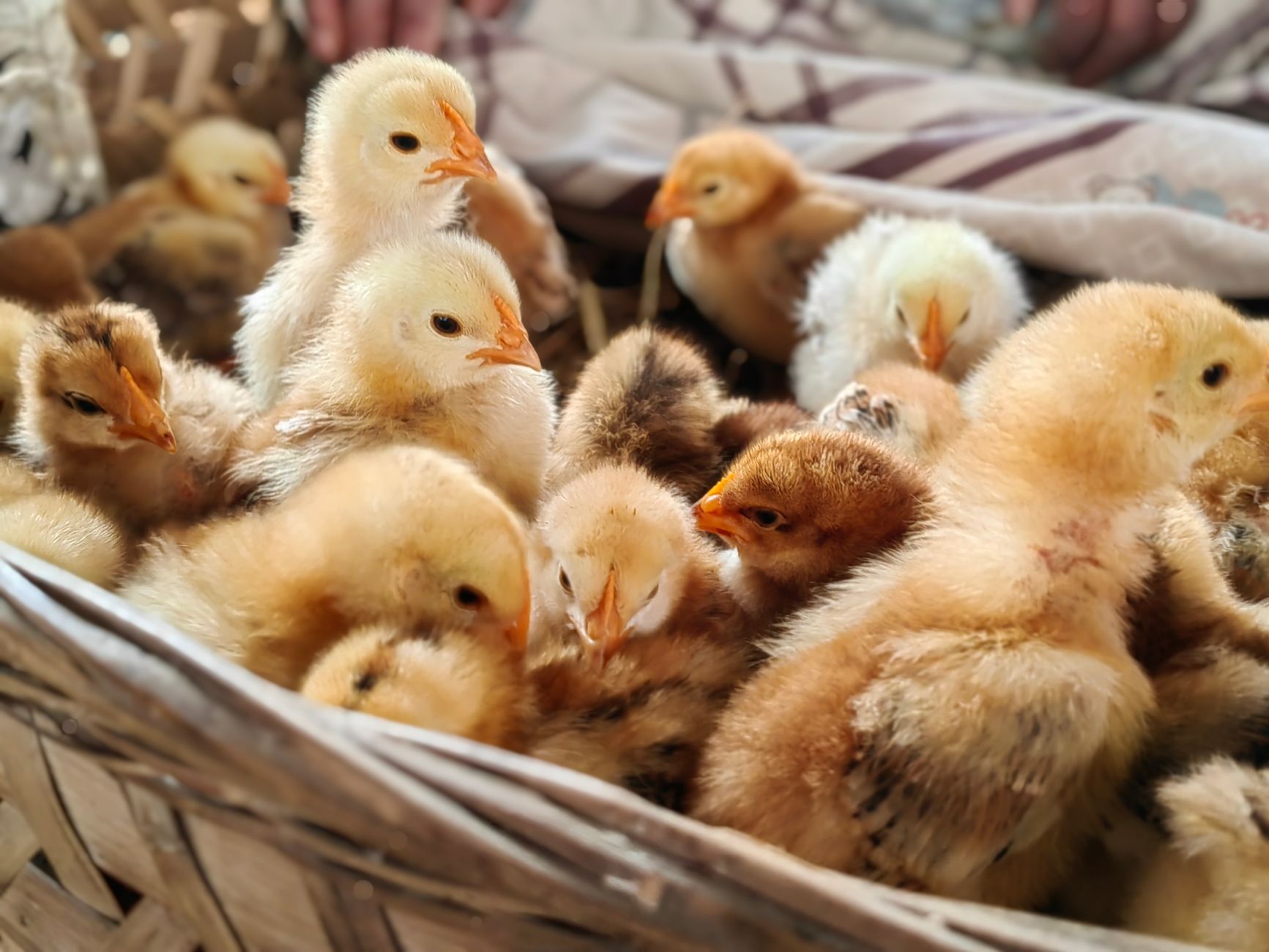Raising Chickens for Eggs at Home