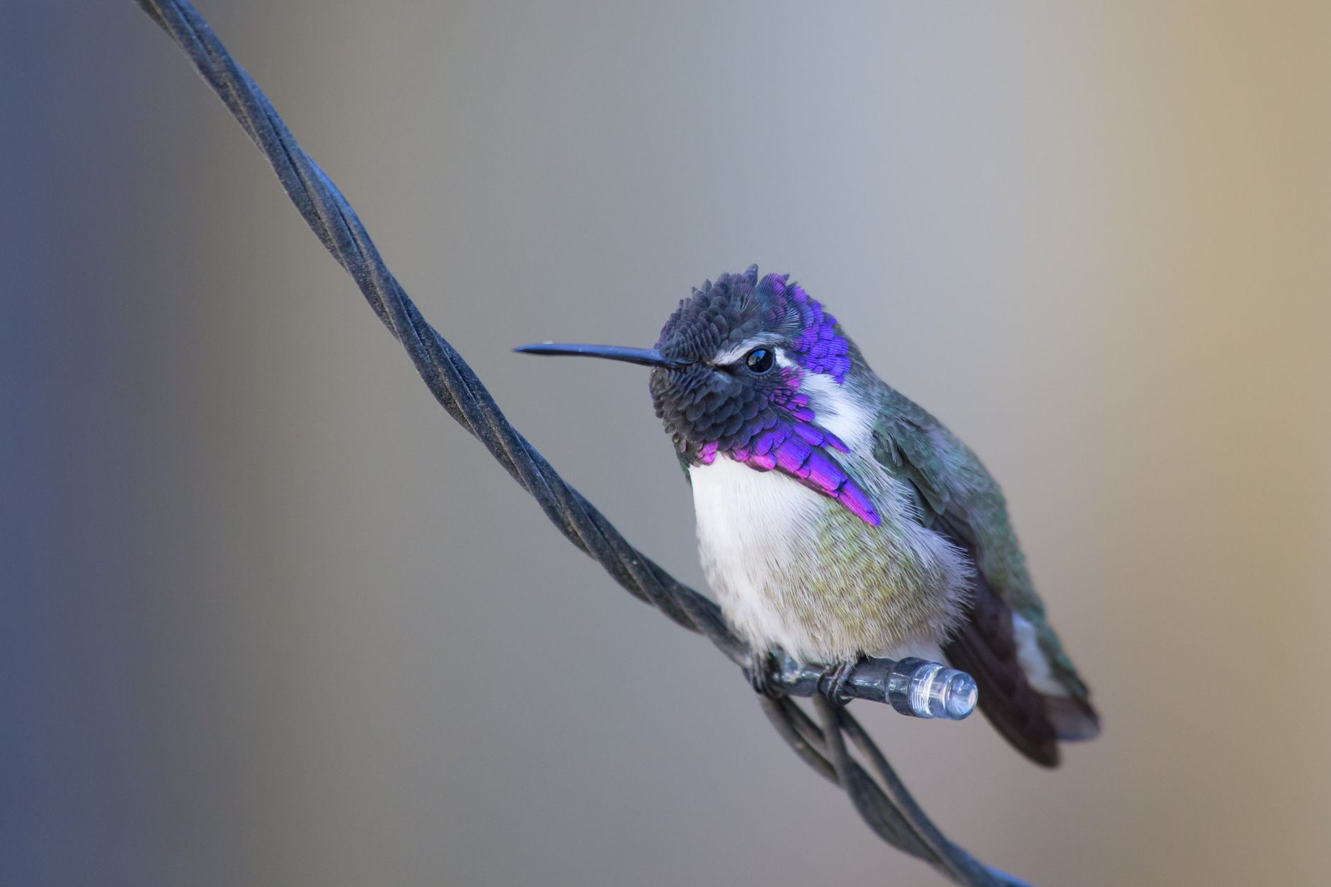 Unexpected reasons may explain hummingbird absence