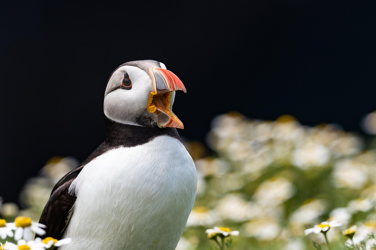 Puffin Web Browser