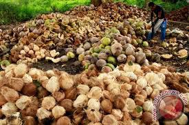 Coconut Export: Why Global Demand Keeps Rising