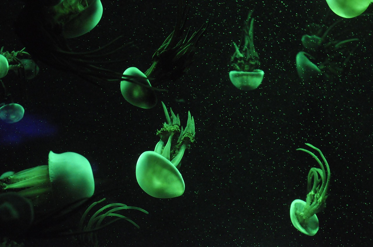 Setting Up a Home Aquarium: Tips and Tricks