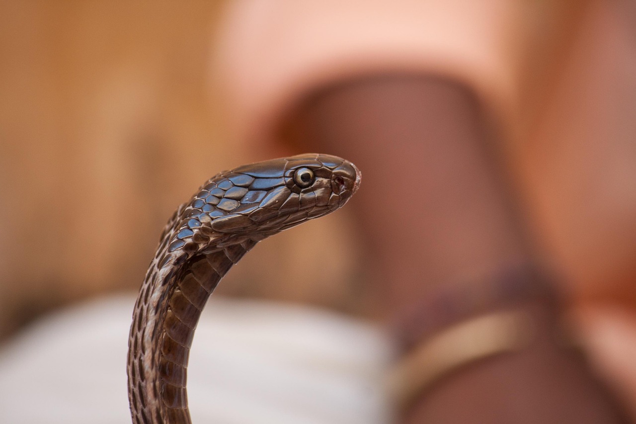 COBRA: Nordic Expressionism