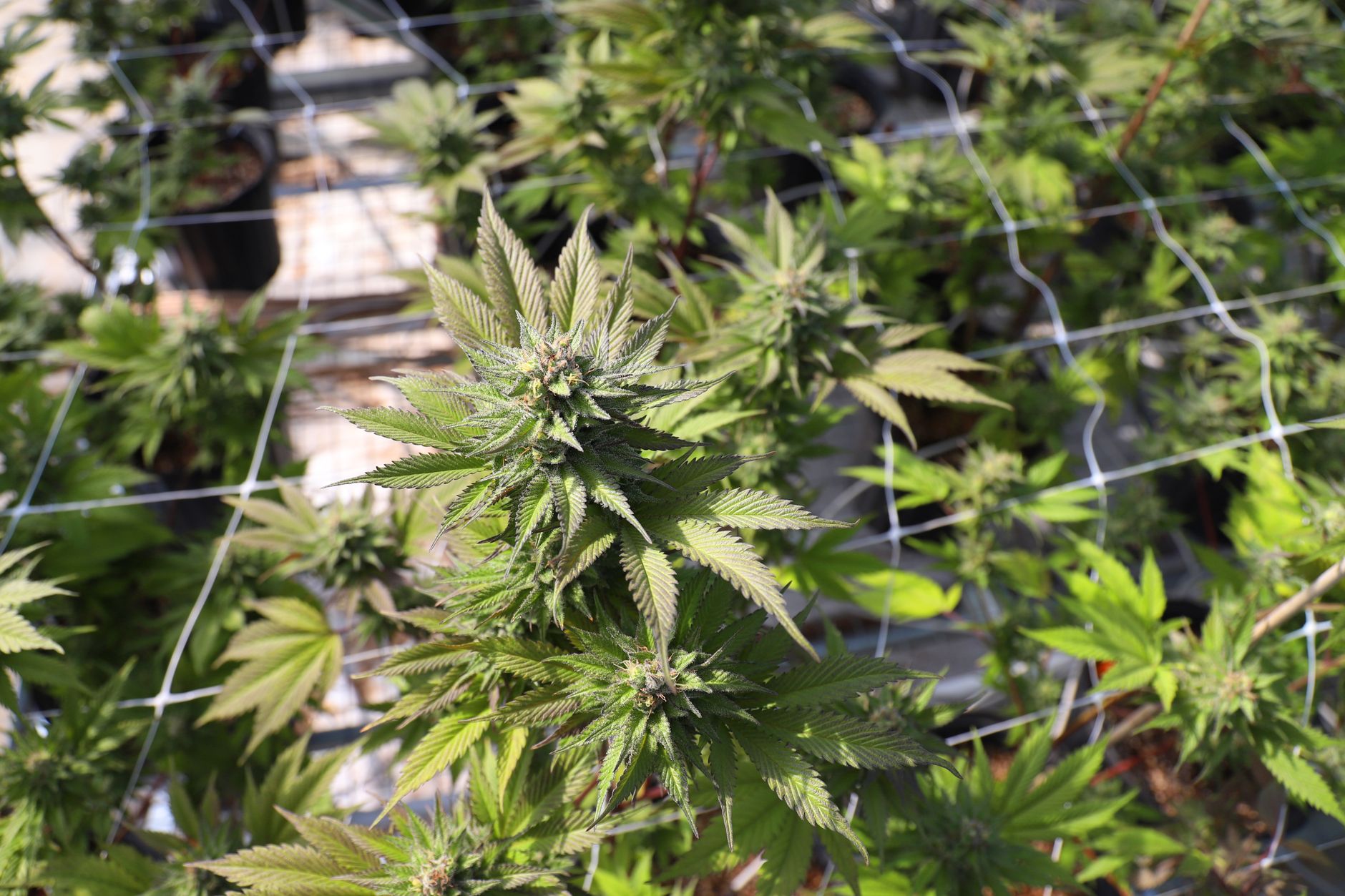 How to get a medical marijuanas card in California online