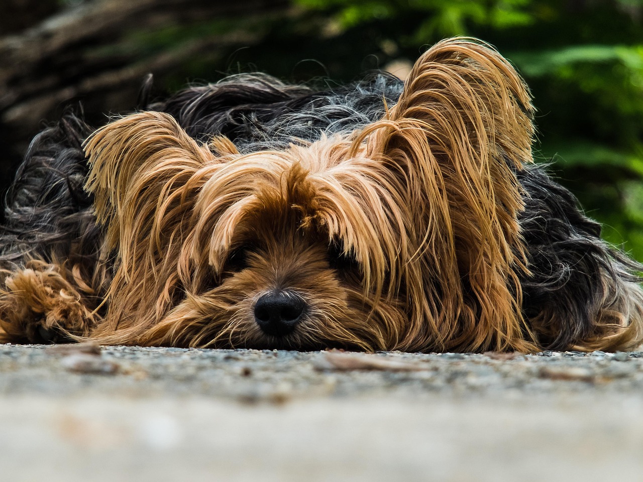 How to Encourage Exercise in Lazy Pets