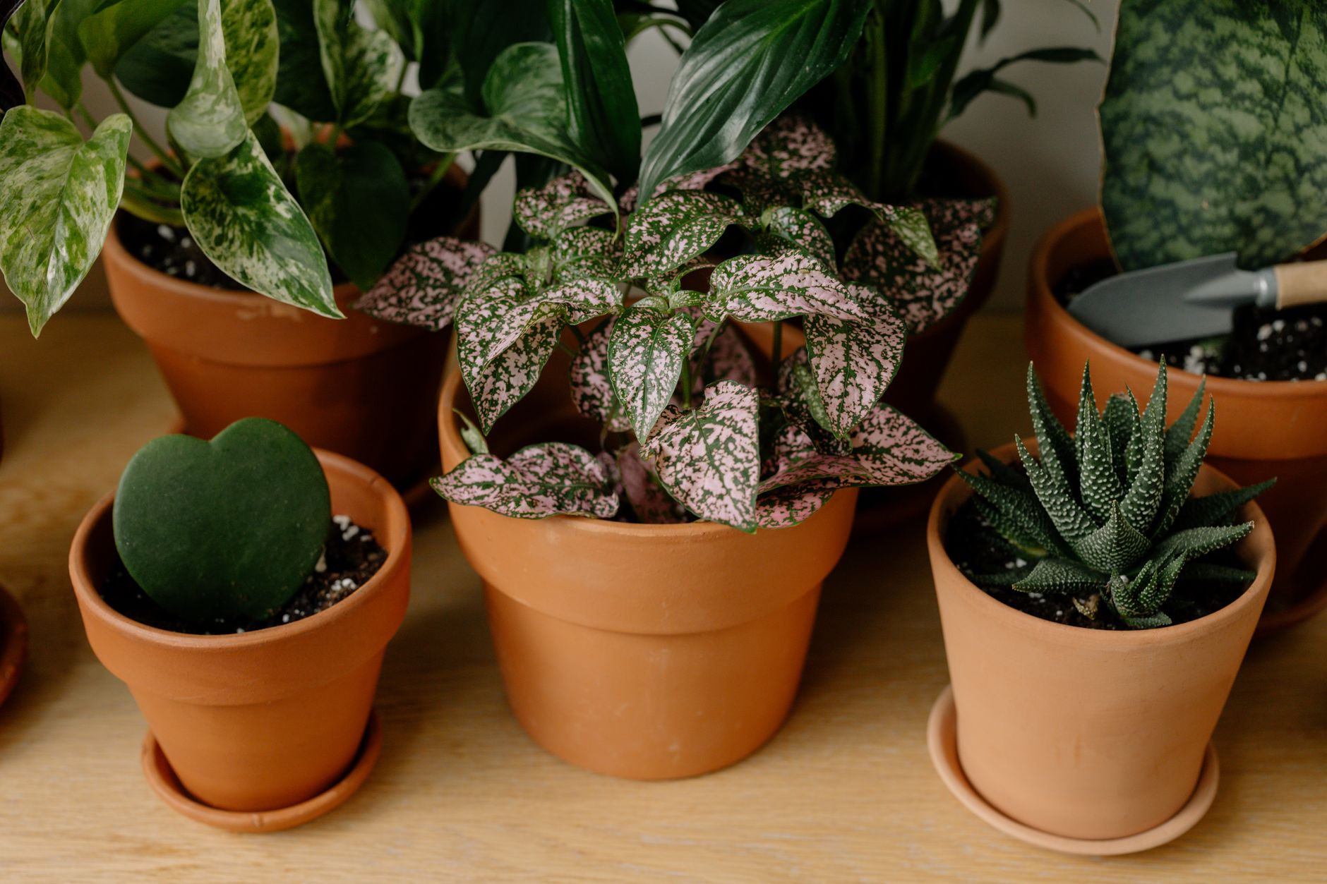 The Best Plants for Indoor Décor