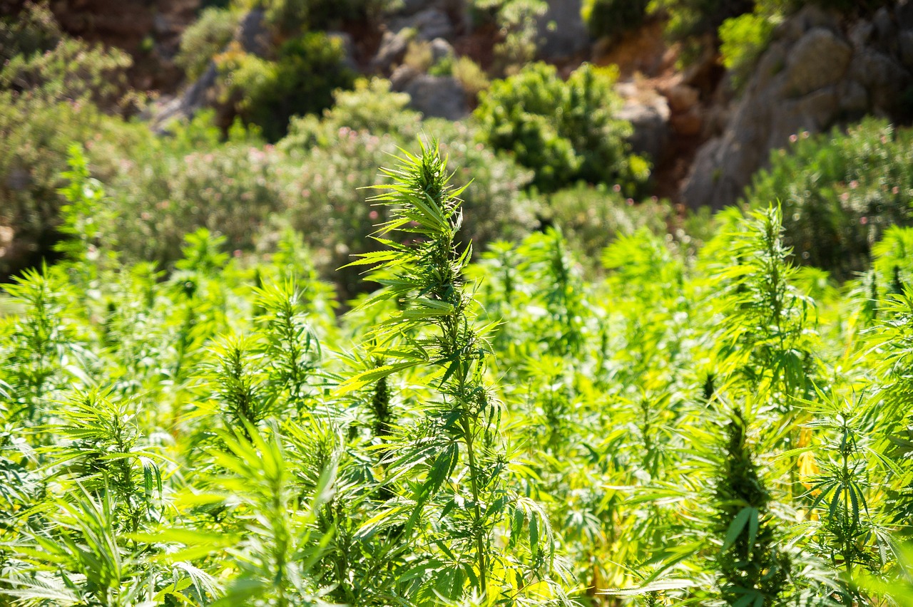 Discover the Best Hemp Products and Where to Buy Hemp Products Online in India