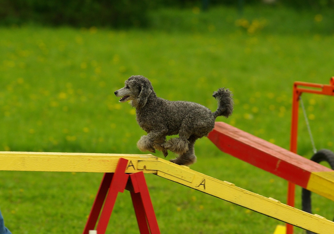 Understanding Canine Sports: Agility and More