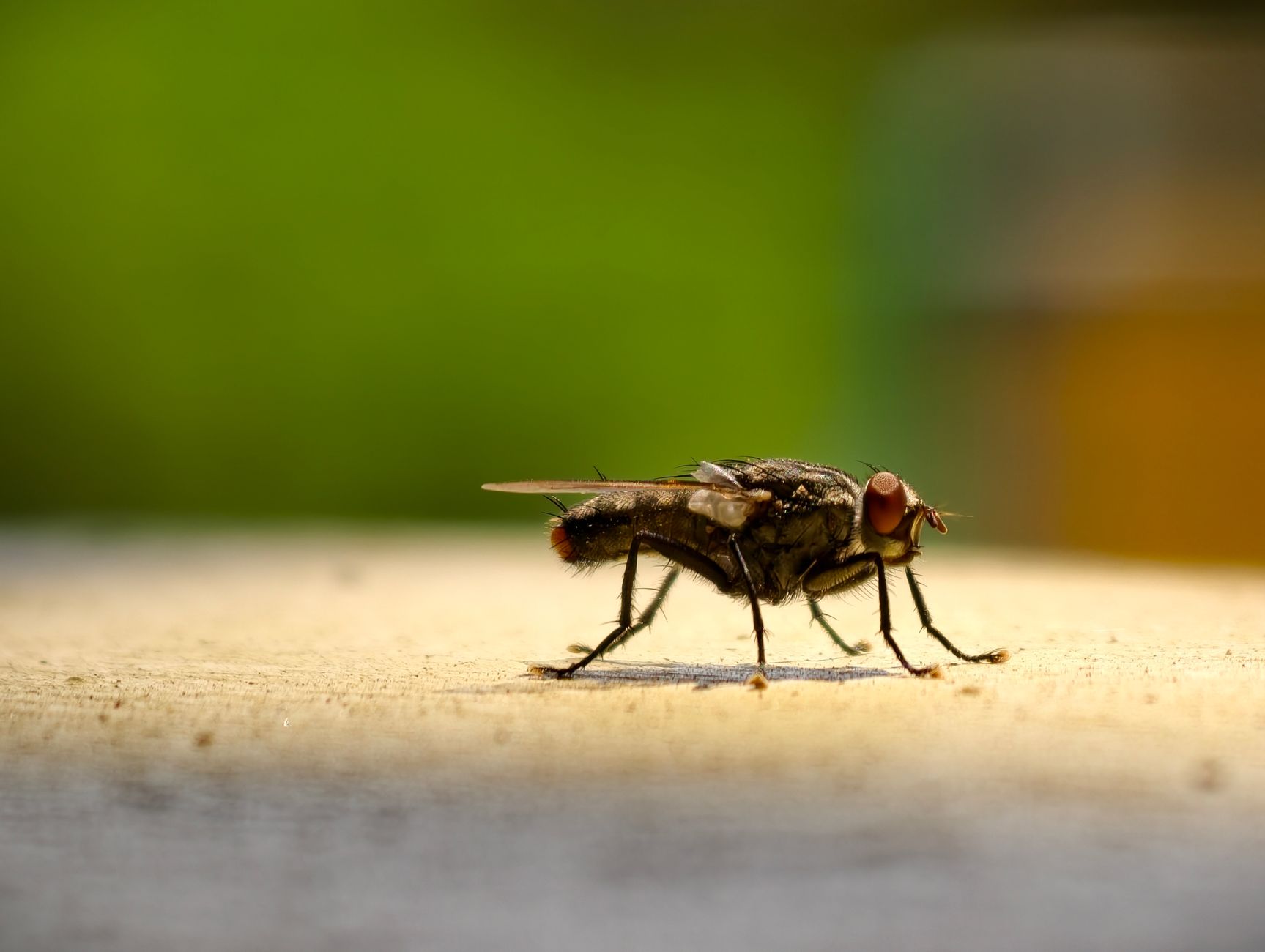 The Most Affordable Pest Control Options for Homeowners in 2025