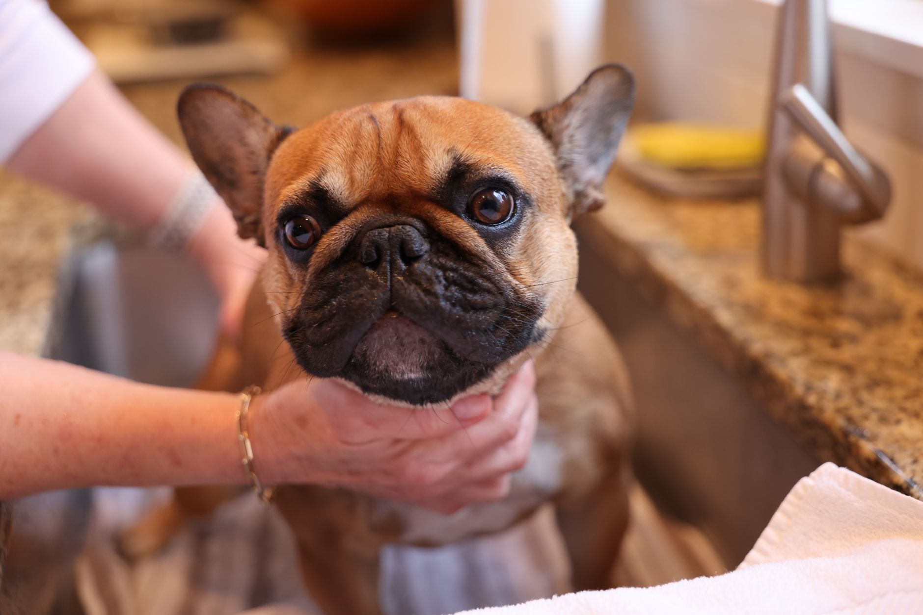 Tips for Bathtime: How to Bathe Your Pet