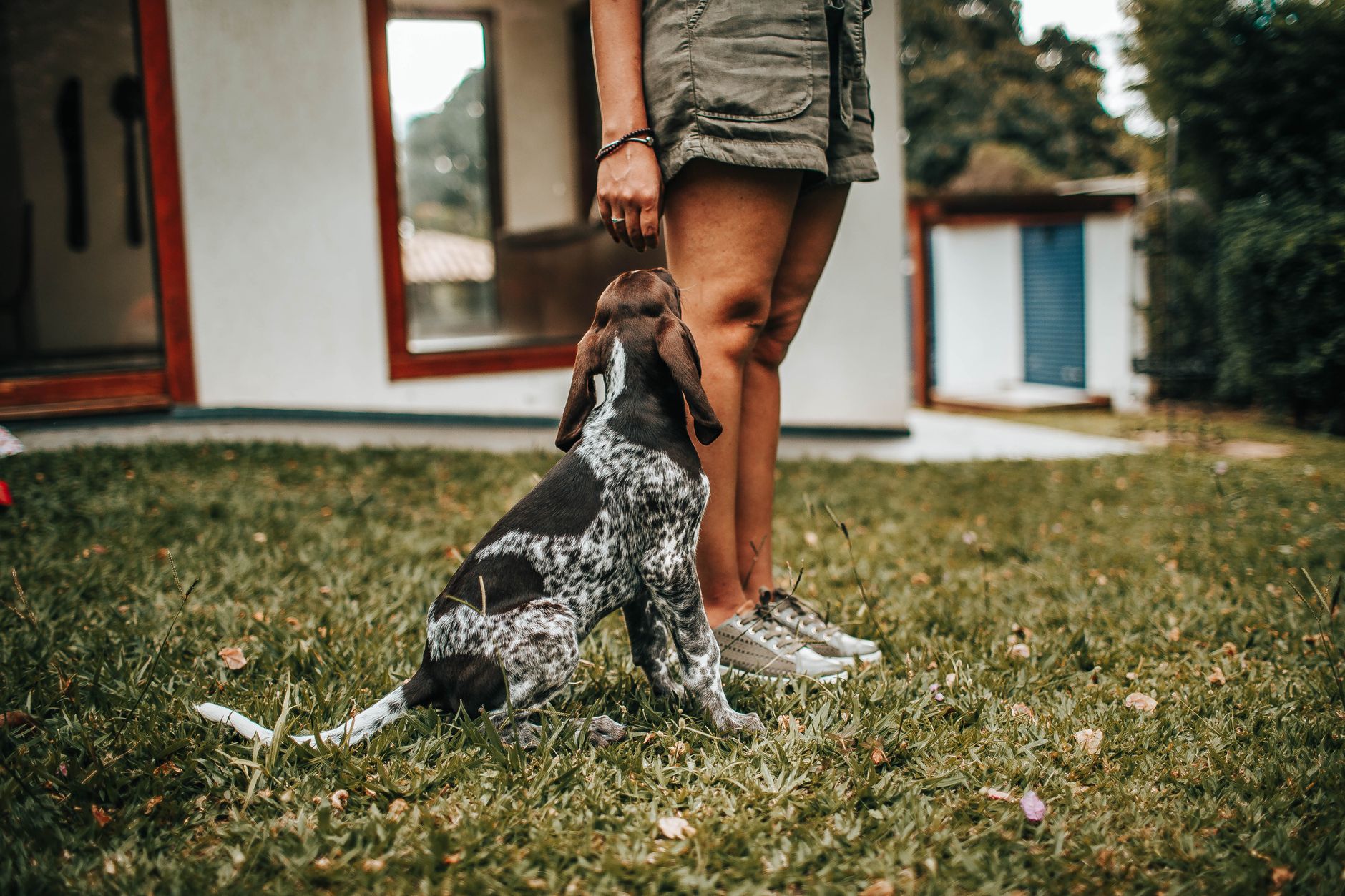The Benefits of Pet Training for a Well-Behaved Companion
