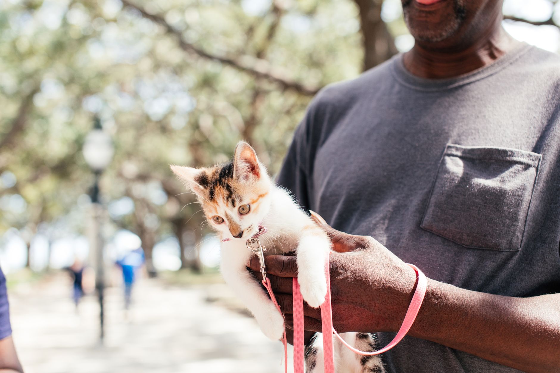 How to Train Your Cat: Tips and Techniques