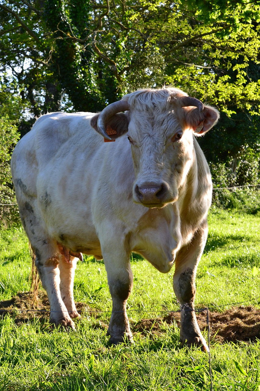 Robotic Milking – What Is It?