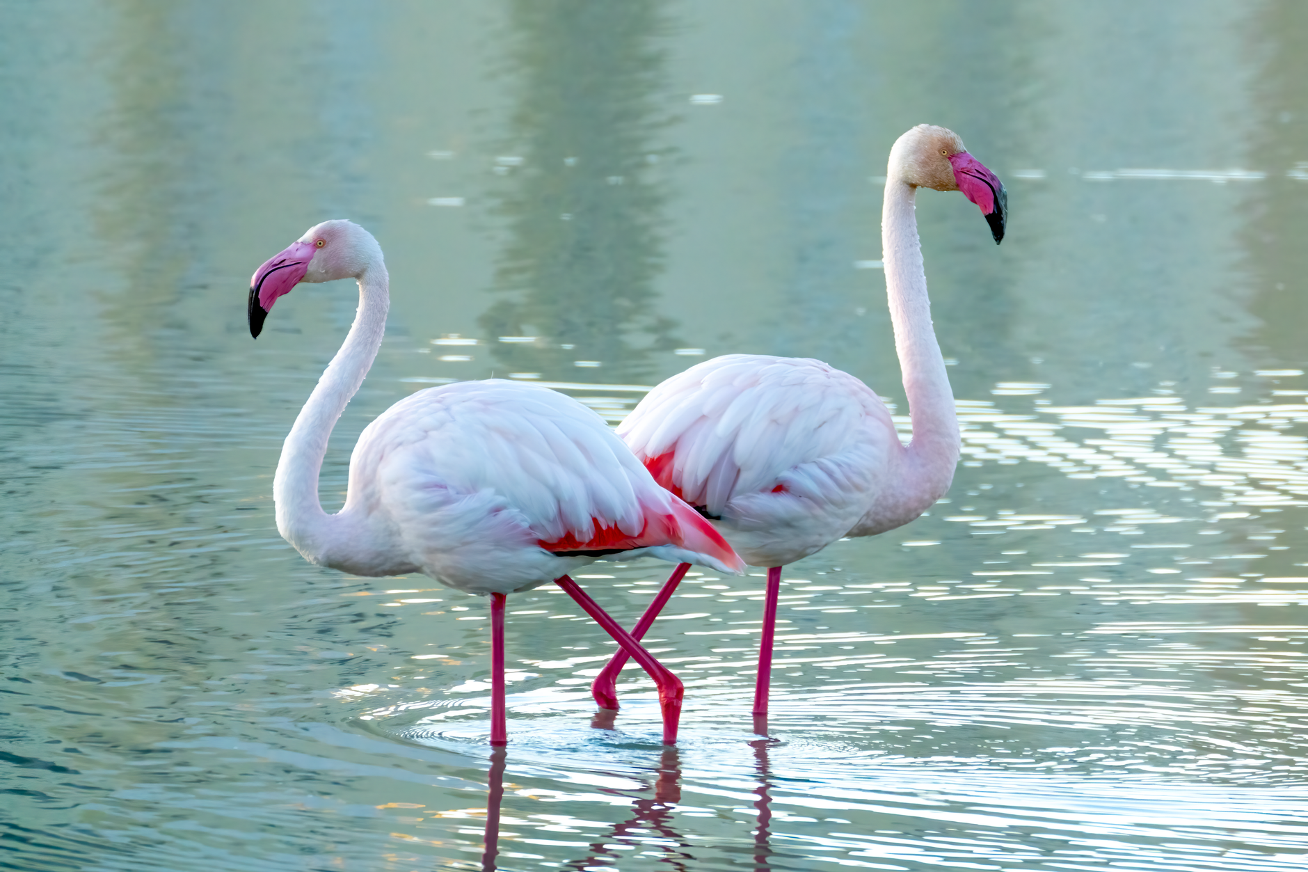 Flamingos Unaffected by Food Rewards