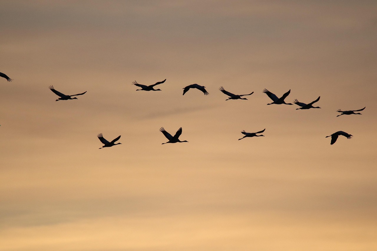 WordPress Migration Guides Undermines Divi & Elementor?