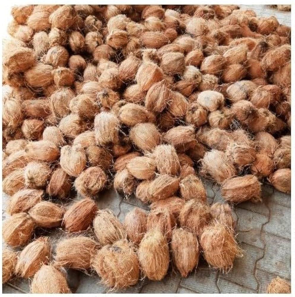 Top Benefits of Semi Husked Coconut for Export Businesses
