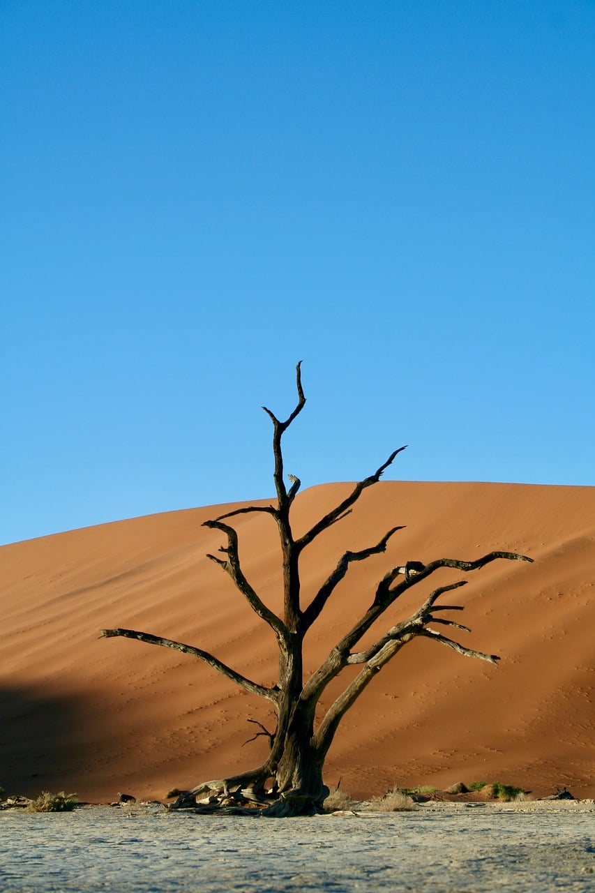 Arid Saudi Arabia looks to Africa’s breadbaskets