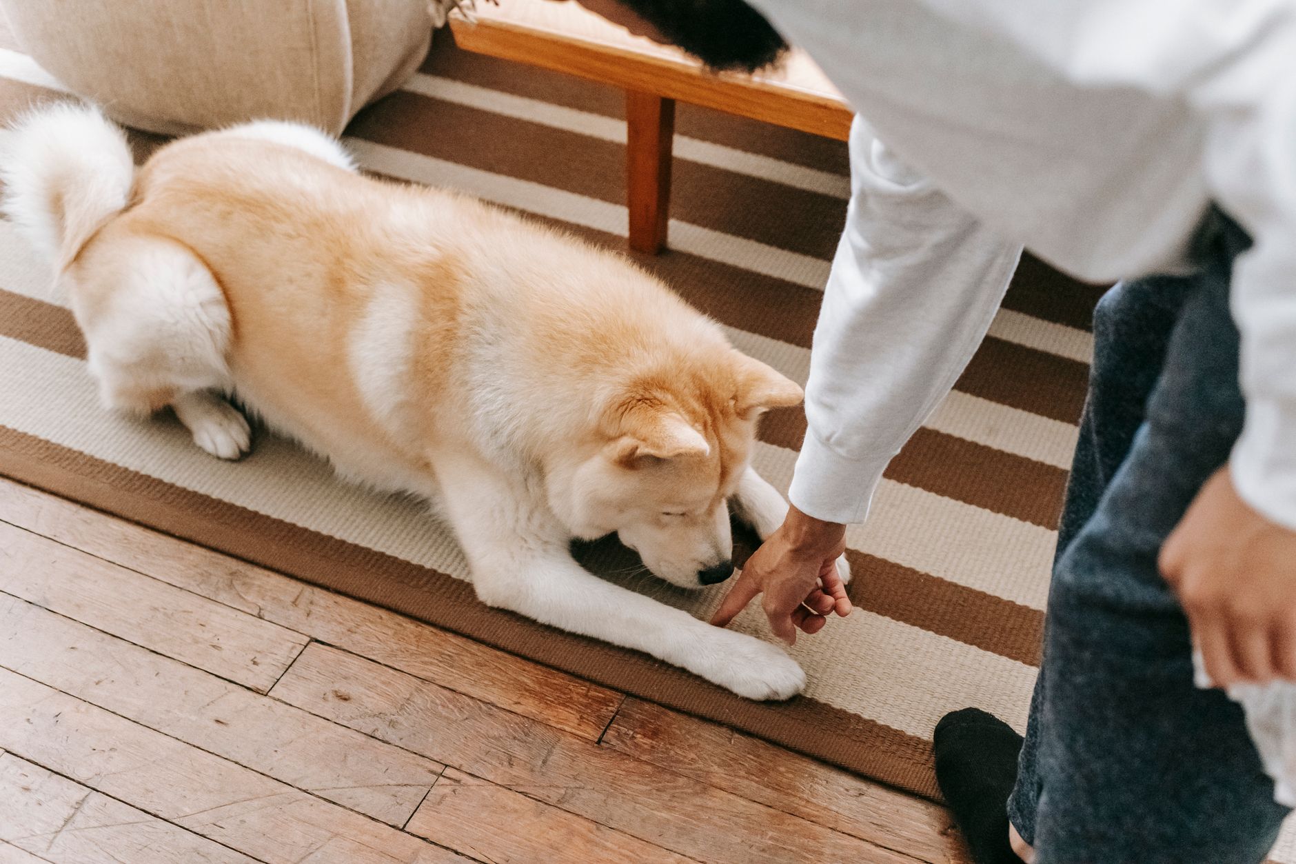 Shaggy Rug Cleaning Tips: Keeping Fluffy Rugs Fresh and Clean