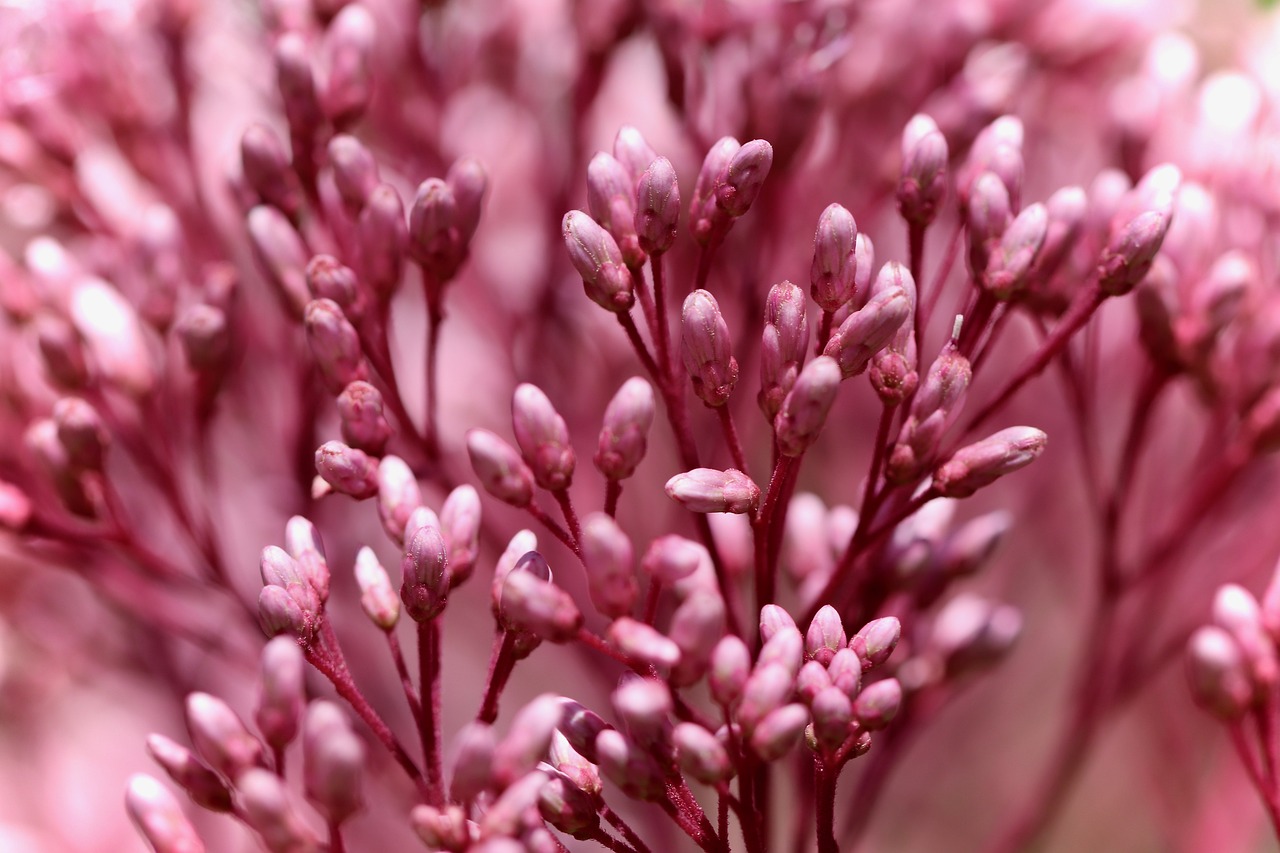 What Are the Benefits of Hemp Buds?