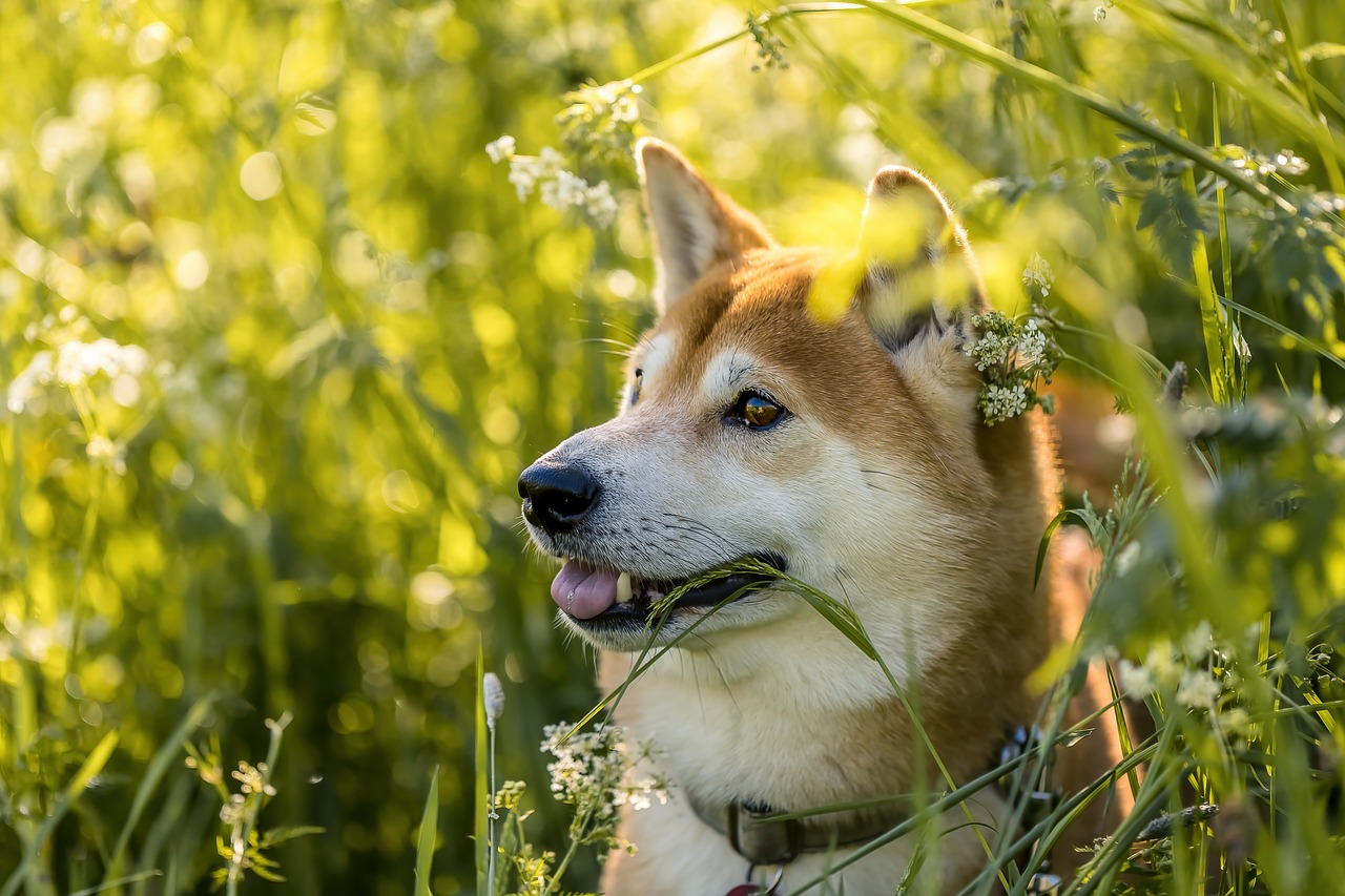 Will Shiba Inu coin reach $1: Things you need to know.