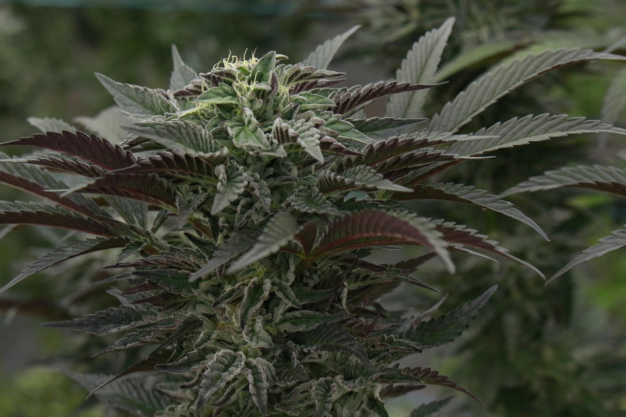 How to cook marijuana and its processed products for medical use