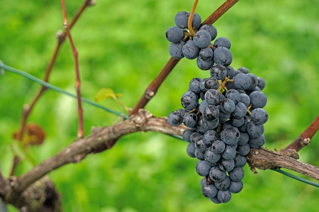 CBD Pinot Grigio is Truly a Rejuvenating Elixir