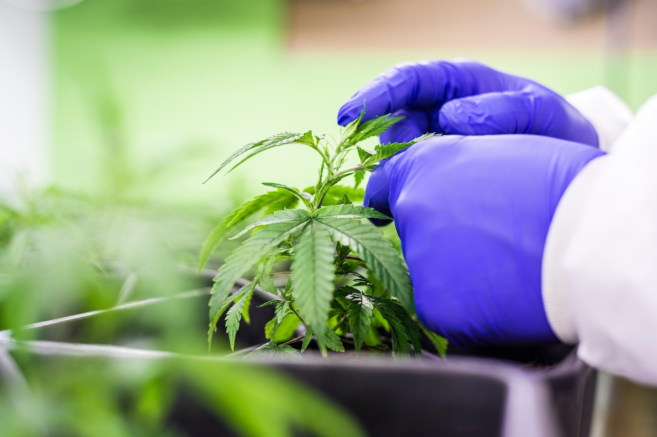 THC vs CBD: A Comprehensive Comparison