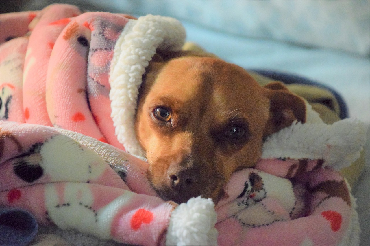How An Expert Veterinarian in Kitchener Can Help Your Pet with Health Concerns