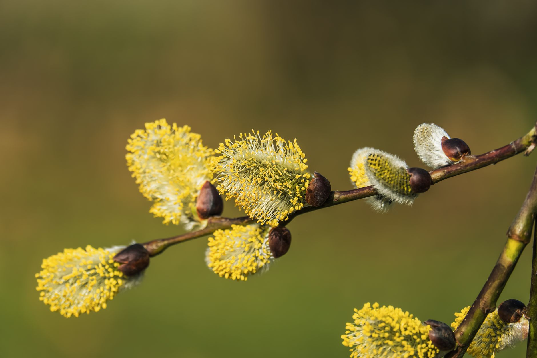 Salicin Gives Effective Herbal Pain Relief – CBDO