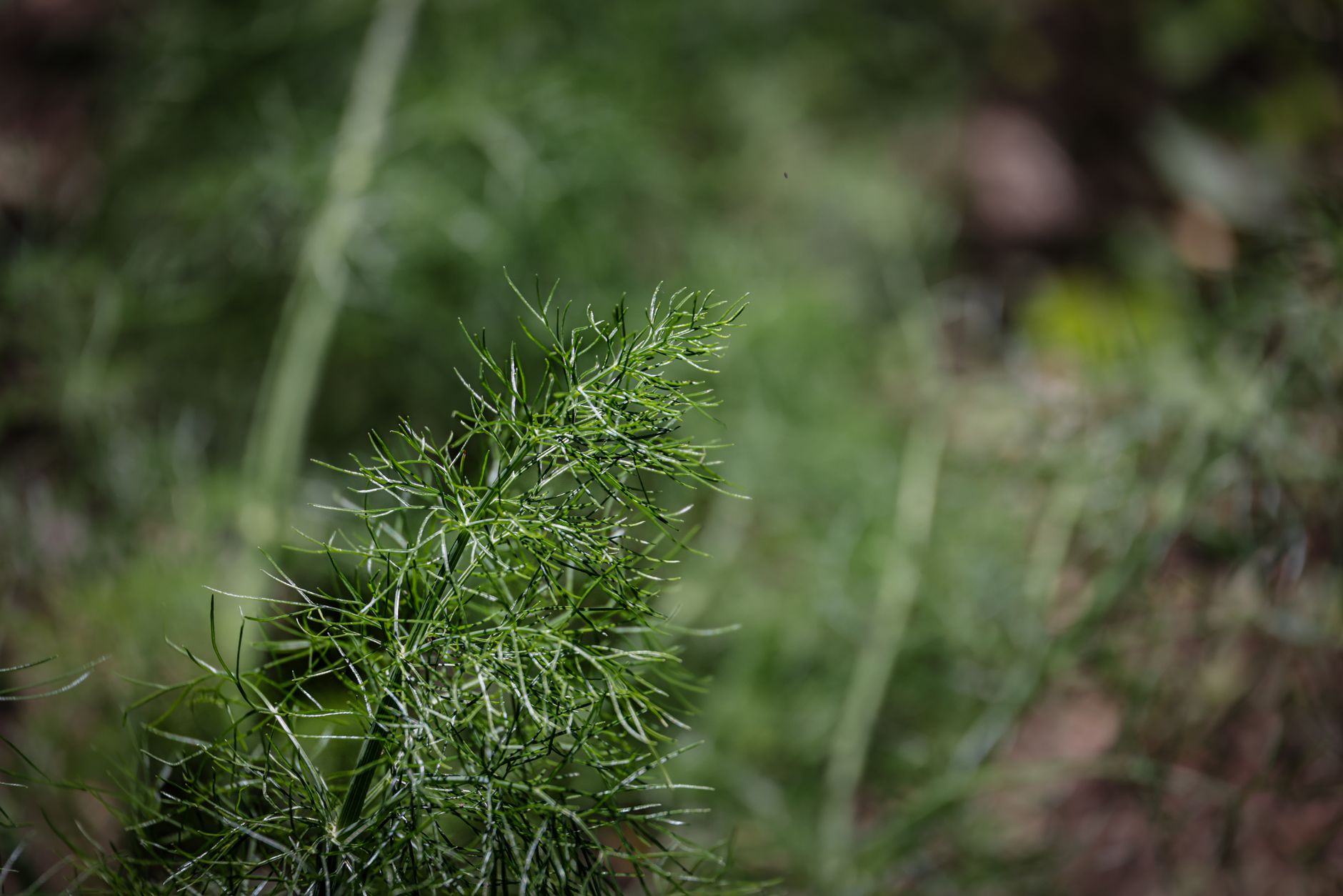 Gardening Experts Share Dill Growing Tips