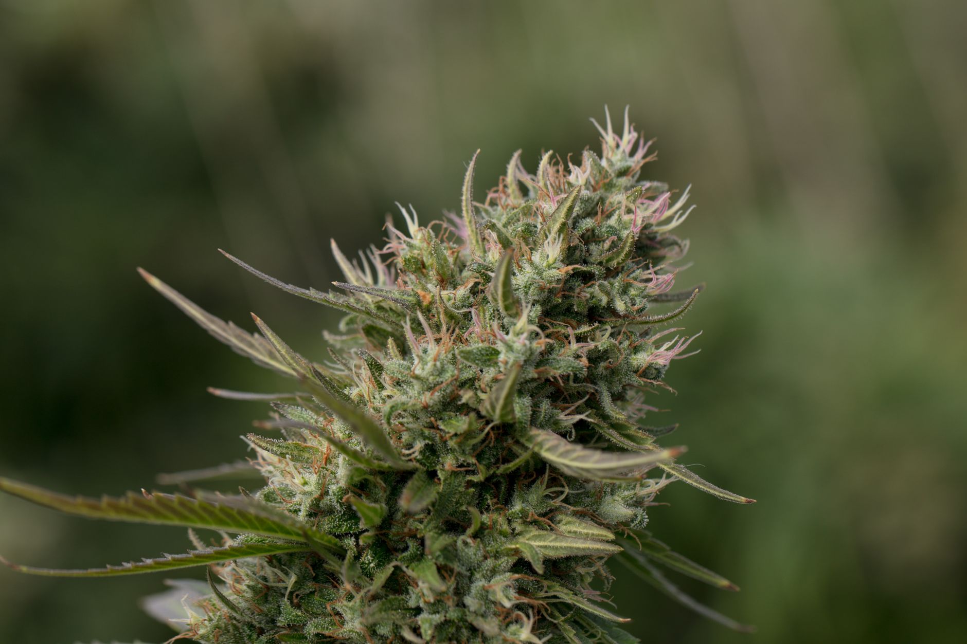 Cannabinoid on the Court: 4 ways CBD & CBG aid athletic performance and recovery