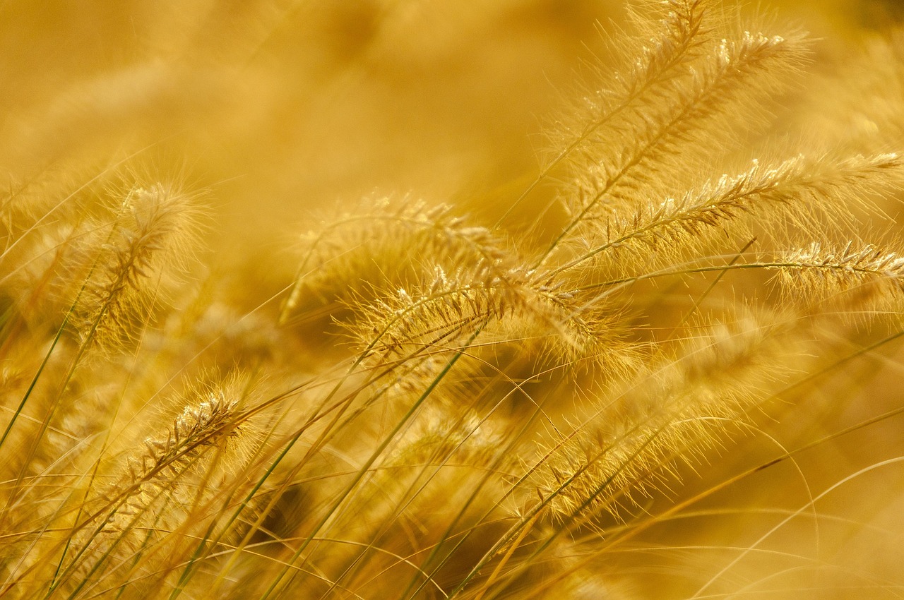 The Science Behind Gold Valuation: How Do Gold Buyers Determine Purity and Weight?